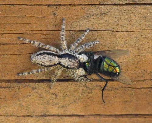Menemerus taeniatus